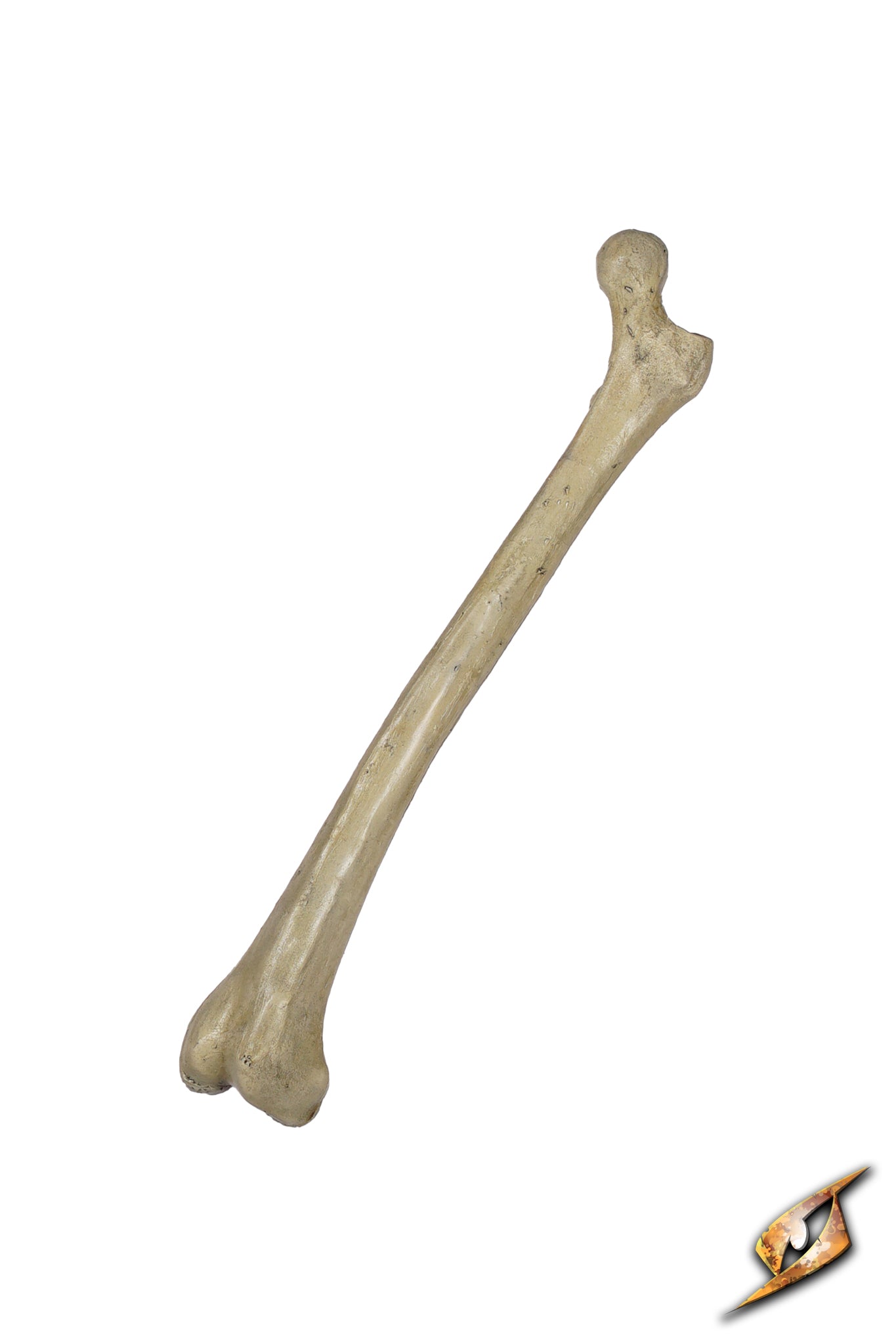 3292 08%20 %20Thigh%20Bone